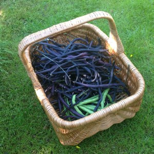 Papuja puutarhakorissa.