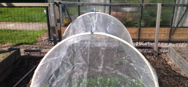 Tuhohyönteisharso kasvimaalla.