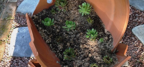 Iso särkynyt ruukku, johon istutettu mehikasveja.