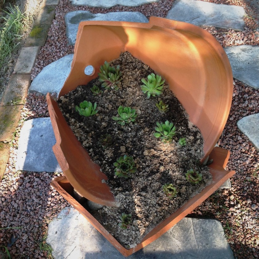 Iso särkynyt ruukku, johon istutettu mehikasveja.