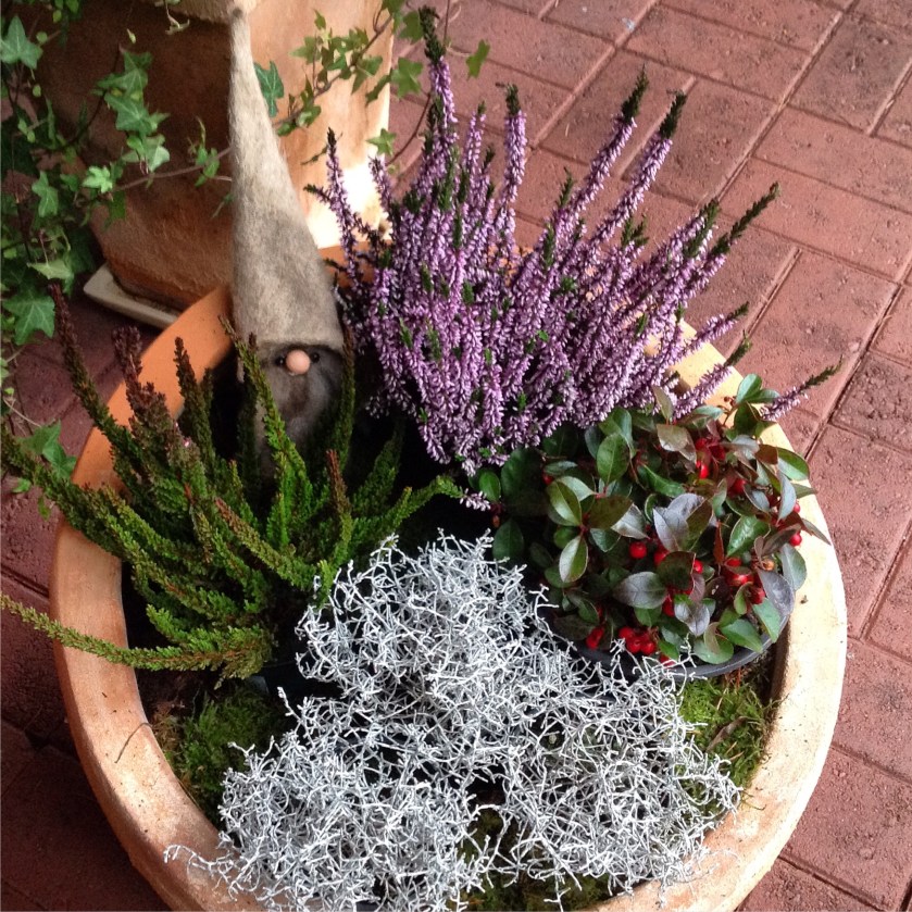 Talvinen kukka-asetelma ulkoruukussa sisältää kolmea erilaista kanervaa ja hopealankaa. Tonttu kurkkaa seasta.