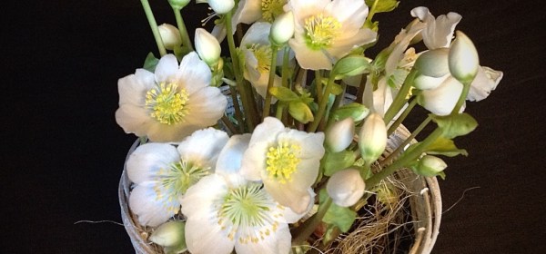 Valkoinen jouluruusu