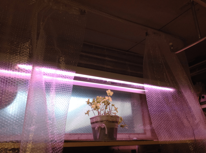 Valmis taimihylly.png