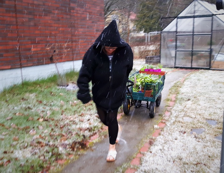 Nainen kuljettaa taimia räntäsateessa.