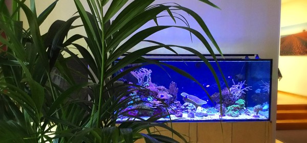 Riutta-akvaario olohuoneessa.