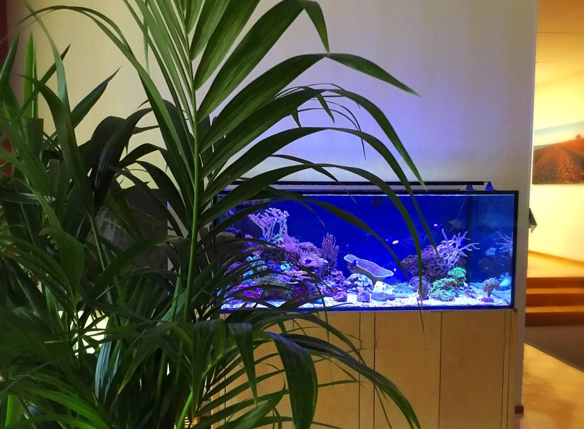 Riutta-akvaario olohuoneessa.