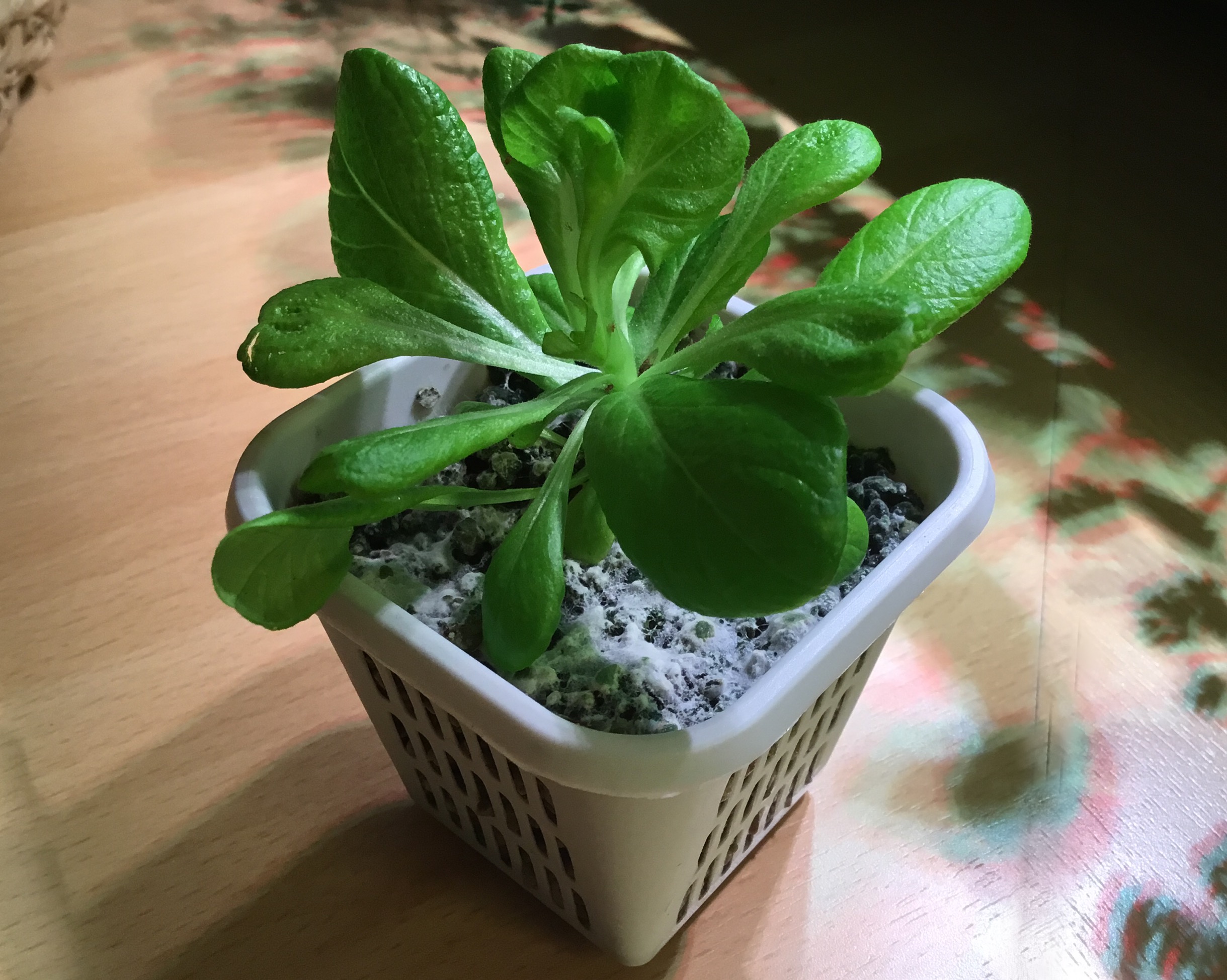 C7E9024B-1A6D-4F9F-A0AC-2BAB156B757F