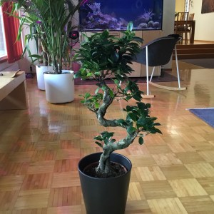 image_539434426699662