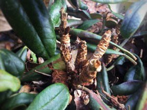 Kauriin järsimä alppiruusu.