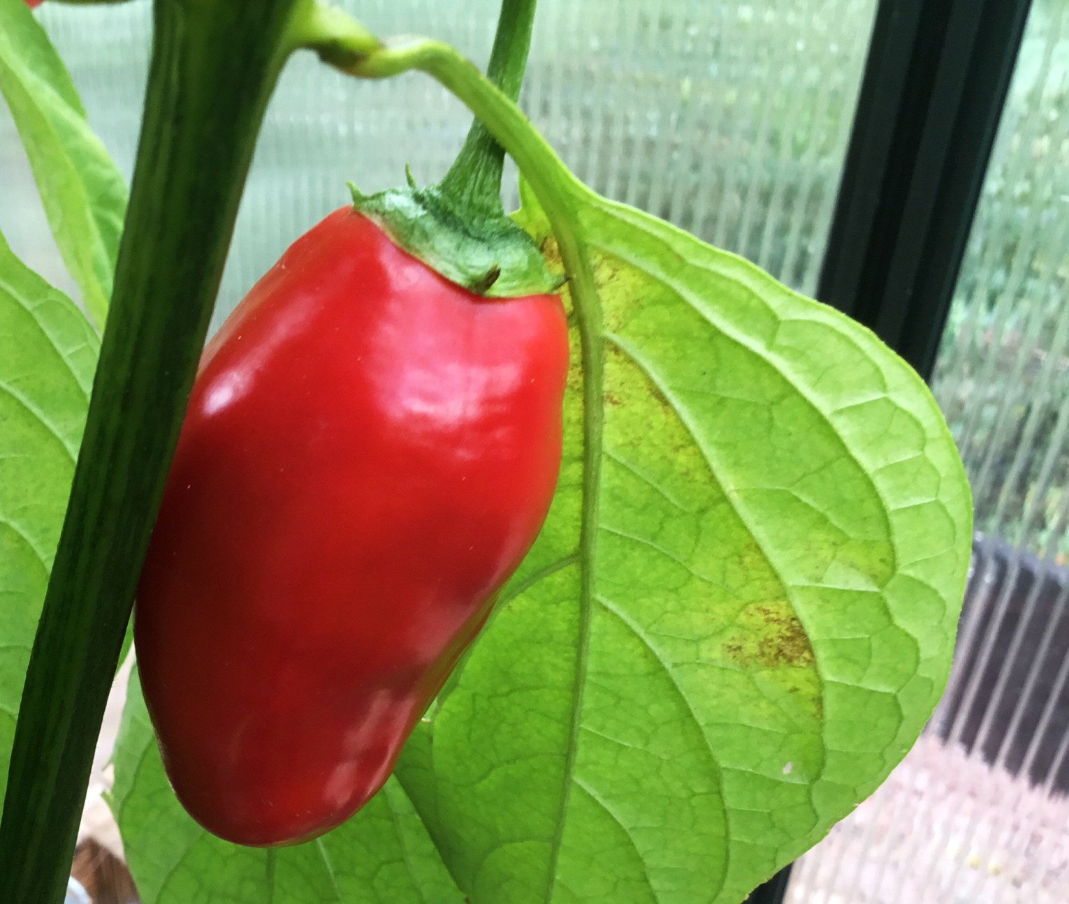 Chili Montufar