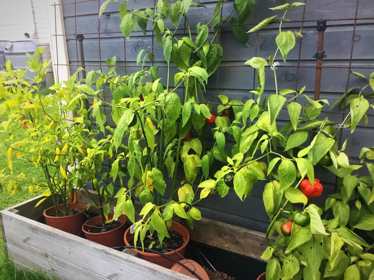 Chilipenkki