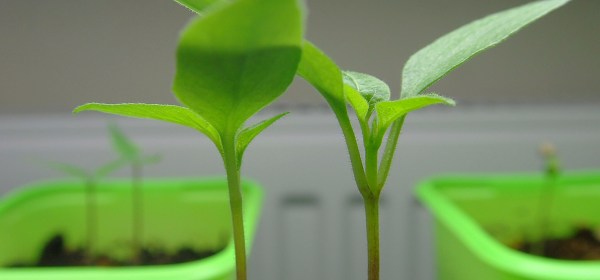 Kaksi pientä chilinversoa taimiruukussa, taustalla pari muuta taimiruukkua.