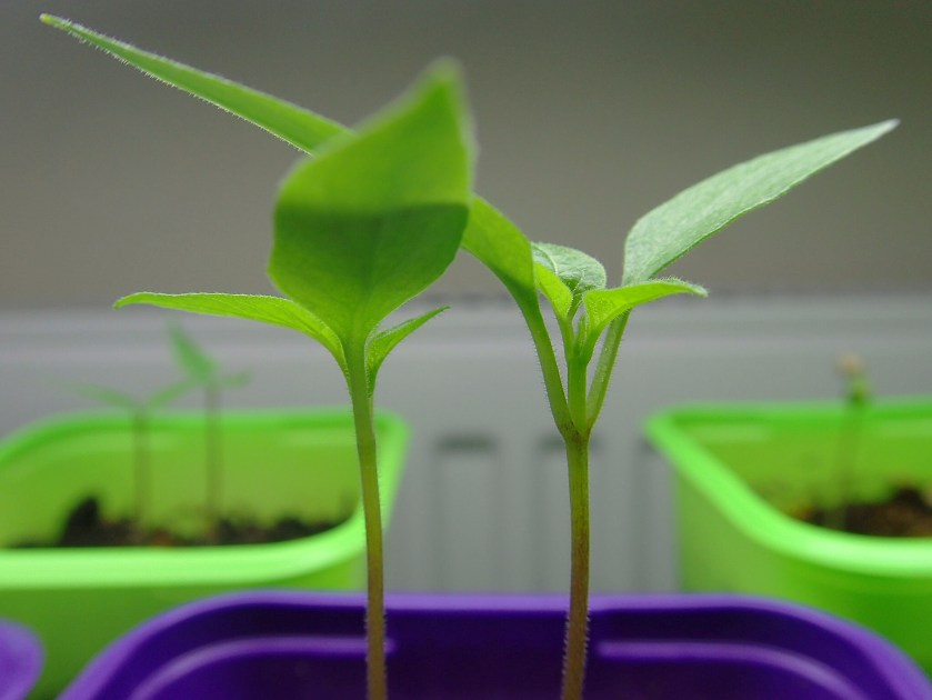 Kaksi pientä chilinversoa taimiruukussa, taustalla pari muuta taimiruukkua.