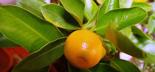 Pieni kalamondiinin hedelmä kasvamassa.