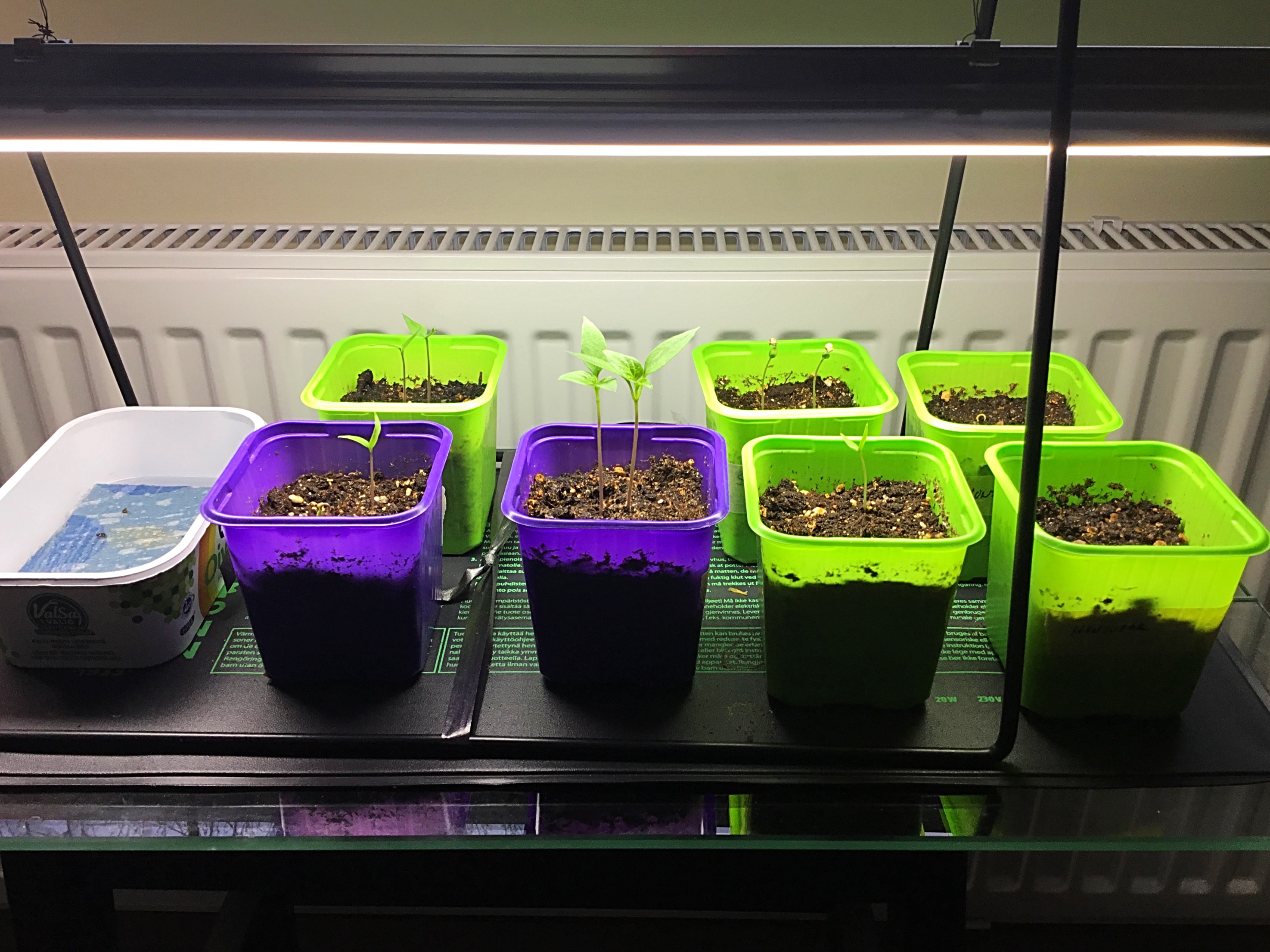 Pieniä taimiruukkuja kasvilampun alla. Osassa on jo taimet nousseet pintaan.
