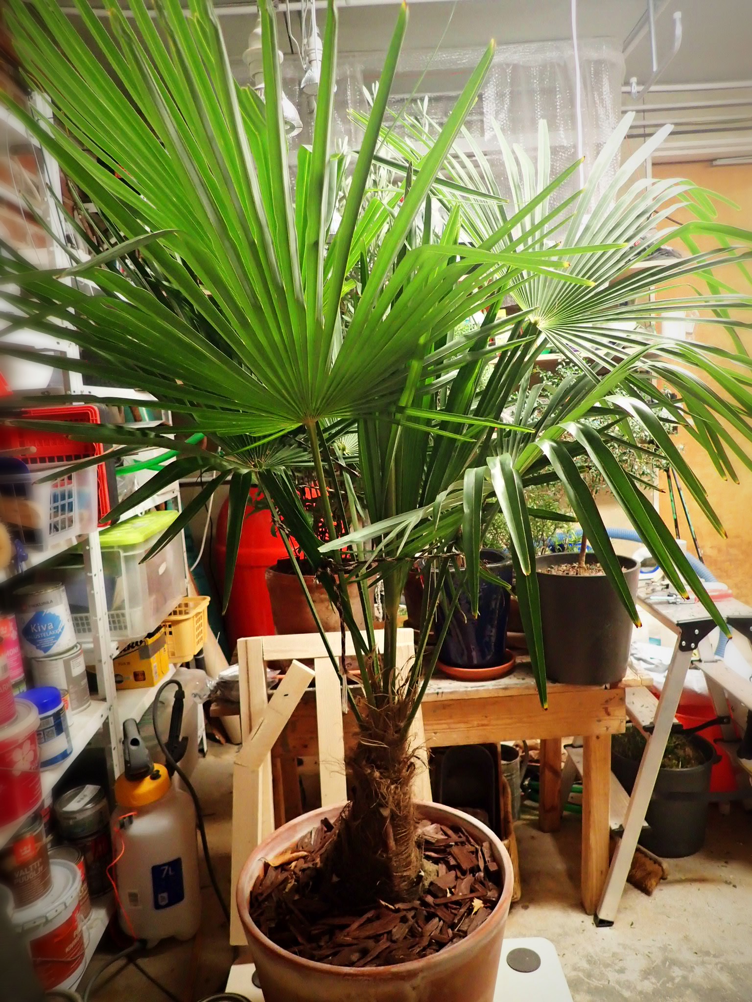 Kuitupalmu autotallissa talvehtimassa.