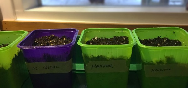 Kolme pientä taimiruukkua.