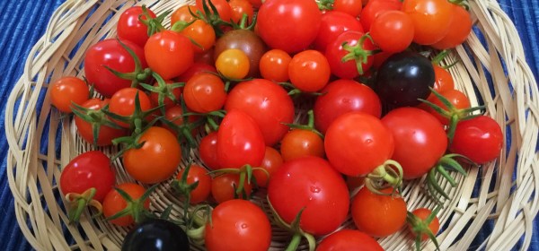 Eri värisiä pieniä kirsikkatomaatteja vadilla.
