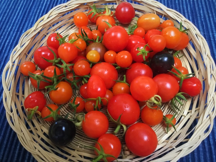 Eri värisiä pieniä kirsikkatomaatteja vadilla.