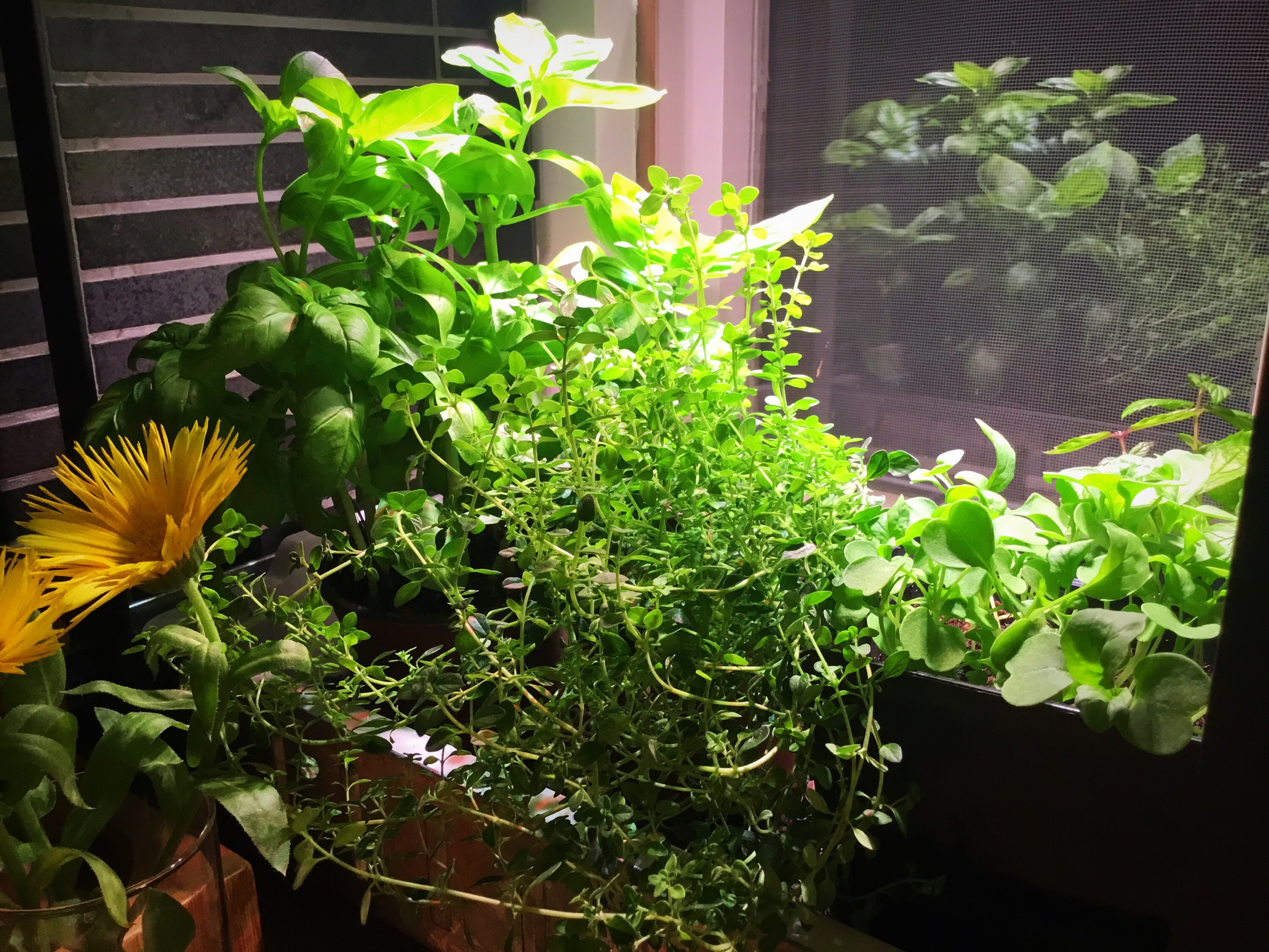 Basilika, timjami ja rucola kasvilampun alla sisällä.