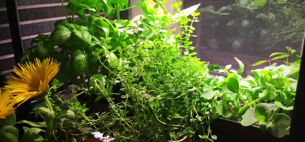 Basilika, timjami ja rucola kasvilampun alla sisällä.