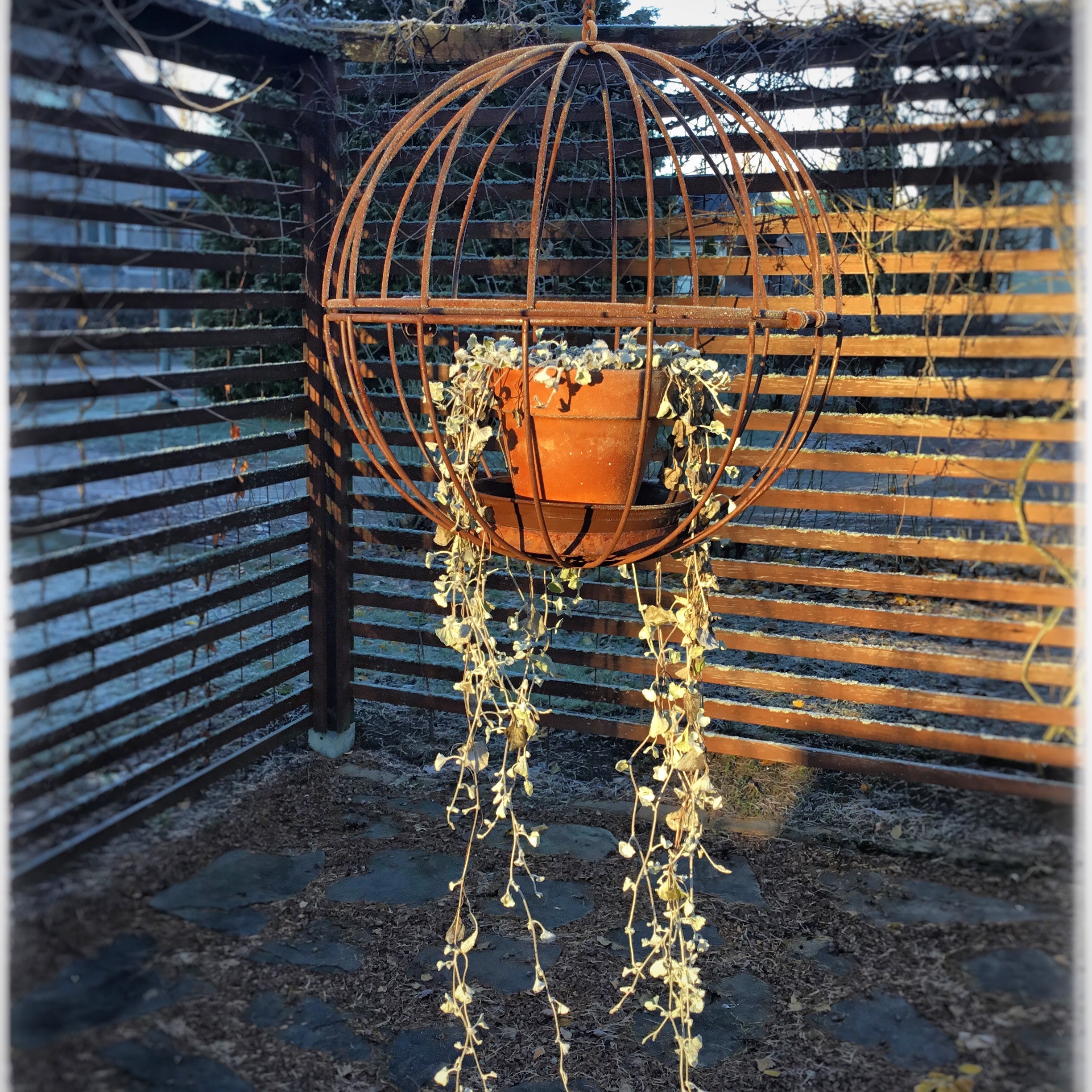 Hopeansävyinen riippuva syyskukka amppelissa ulkona marraskuun valossa.