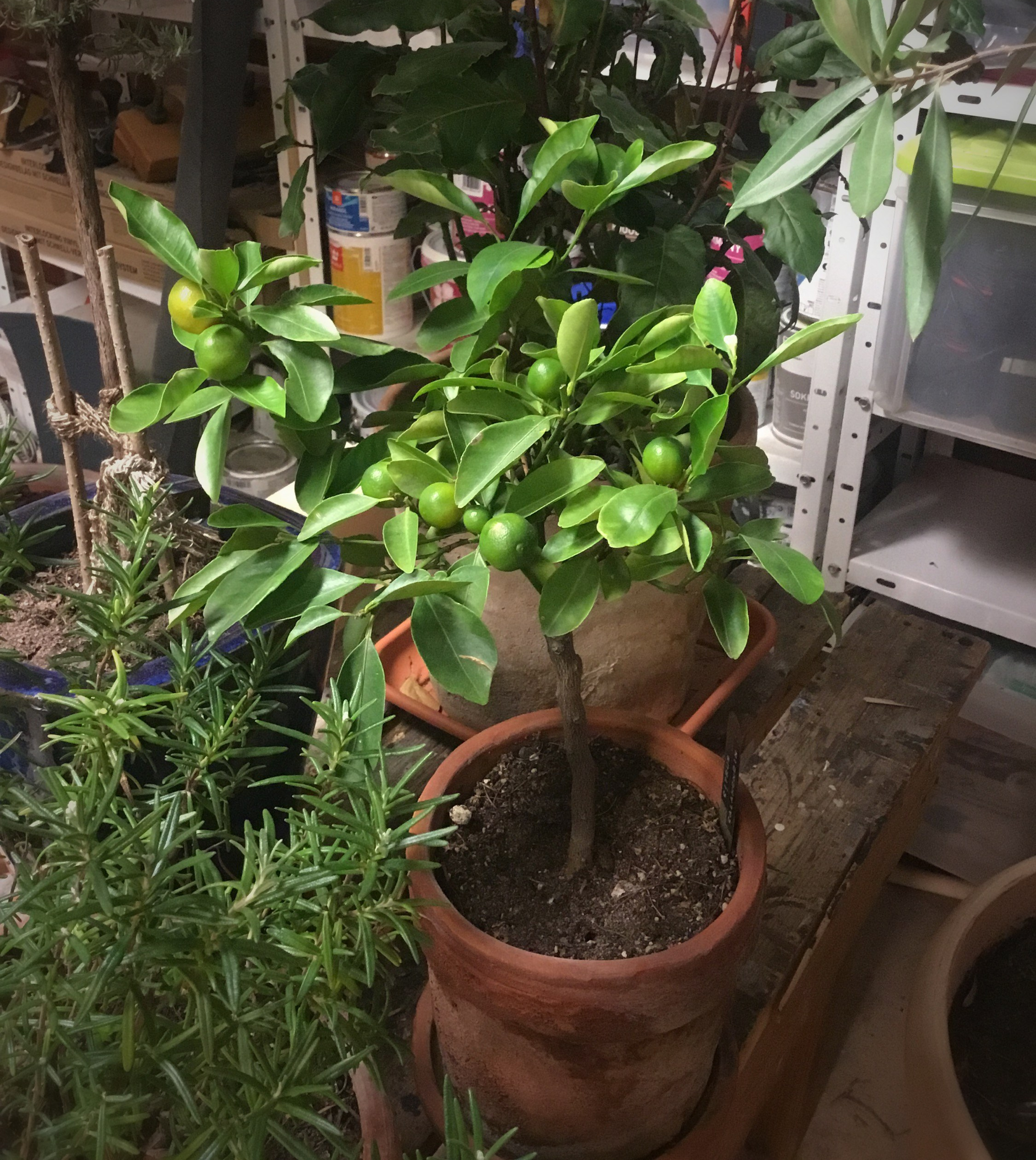 Pieni sitruspuu, jossa raa'at vihreät hedelmät.