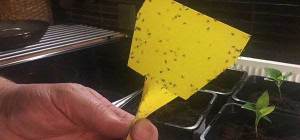 Keltainen liima-ansa, johon on tarttunut pieniä harsosääskiä.