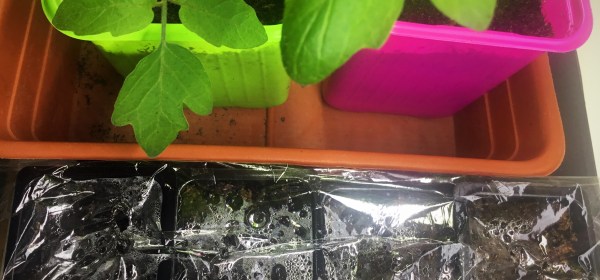 Pieniä taimiruukkuja, joissa siemenet eivät ole itäneet. Taustalla pari isompaa ruukkua, joissa on tomaatintaimet.