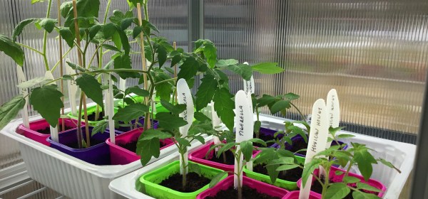 Tomaatintaimia ruukuissa keväällä kasvihuoneessa.