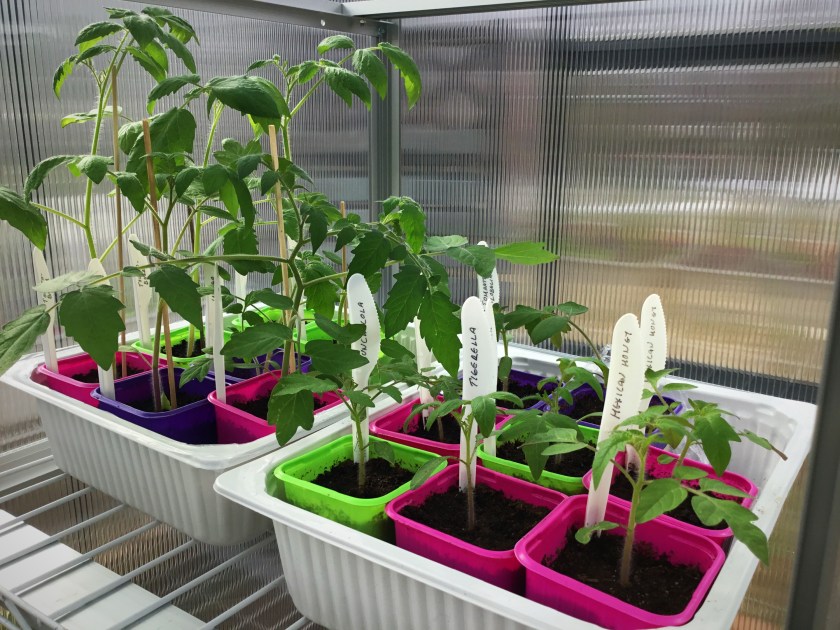 Tomaatintaimia ruukuissa keväällä kasvihuoneessa.