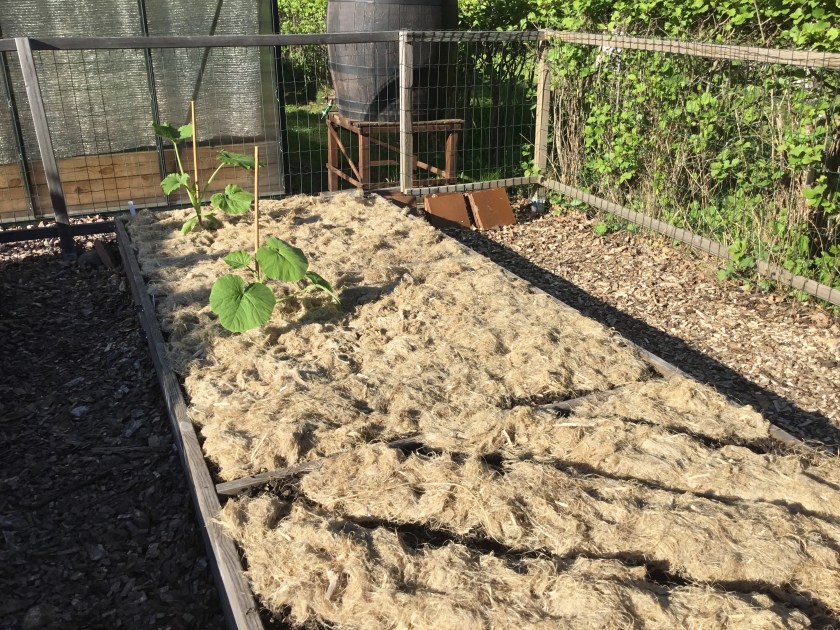 Kasvimaa, joka on peitetty hamppukatteella.