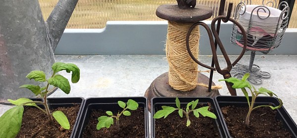 Neljä pientä tomaatintainta kasvihuoneen työpöydällä.