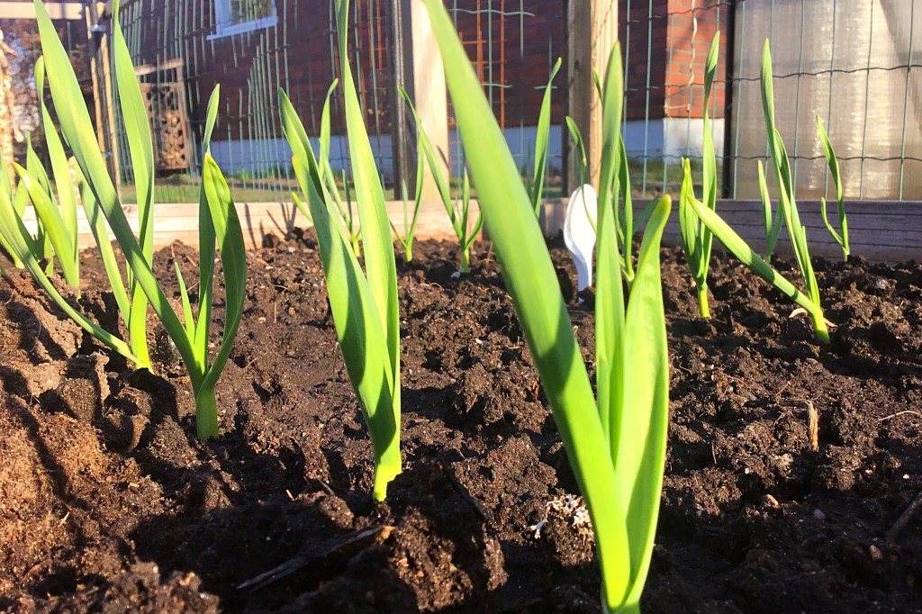 Valkosipulin vihreät varret nousevat mullasta kasvimaalla.