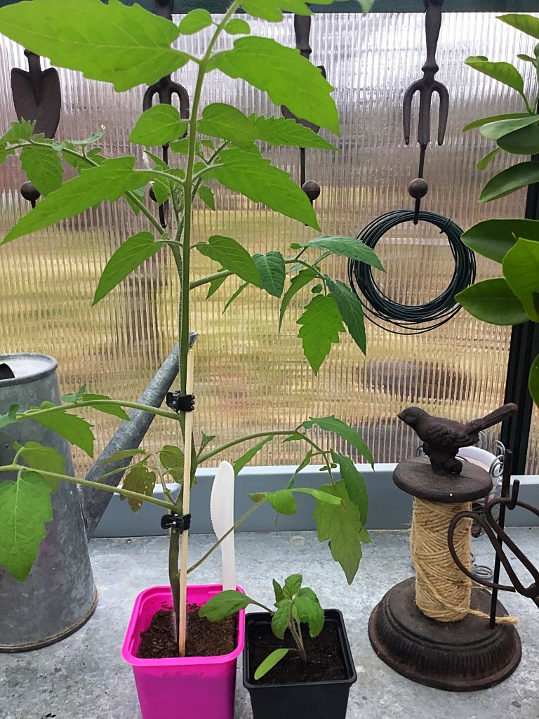 Samaan aikaan kylvelyt Sungold ja Perfect Flame -tomaatintaimet. Iso on Sungold.