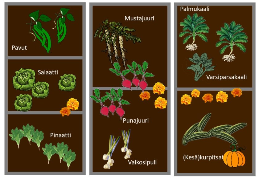 Pohjakuva kasvimaan kasveista.