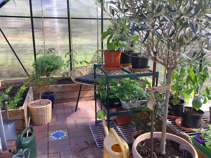 Kotipuutarhurin kasvihuone, missä taimia sekä isompia Välimeren alueen kasveja ruukuissaan.