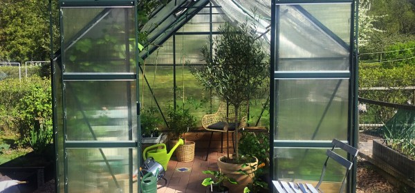 Harrastajan kennolevykasvihuone, jossa kevään taimia ja yksi oliiviipuuruukku sekä myrttiruukku.