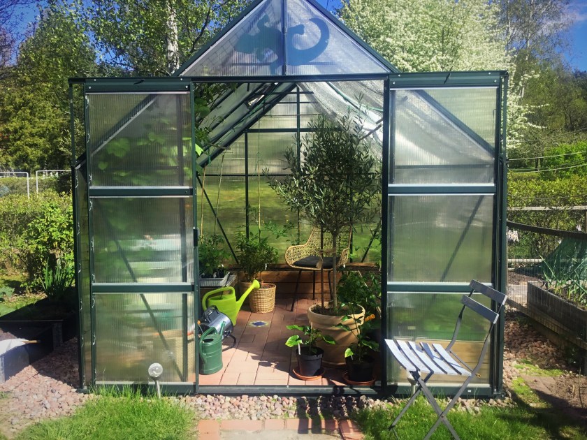 Harrastajan kennolevykasvihuone, jossa kevään taimia ja yksi oliiviipuuruukku sekä myrttiruukku.