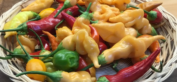 Keltaisia ja punaisia chilejä rottinkivadilla.