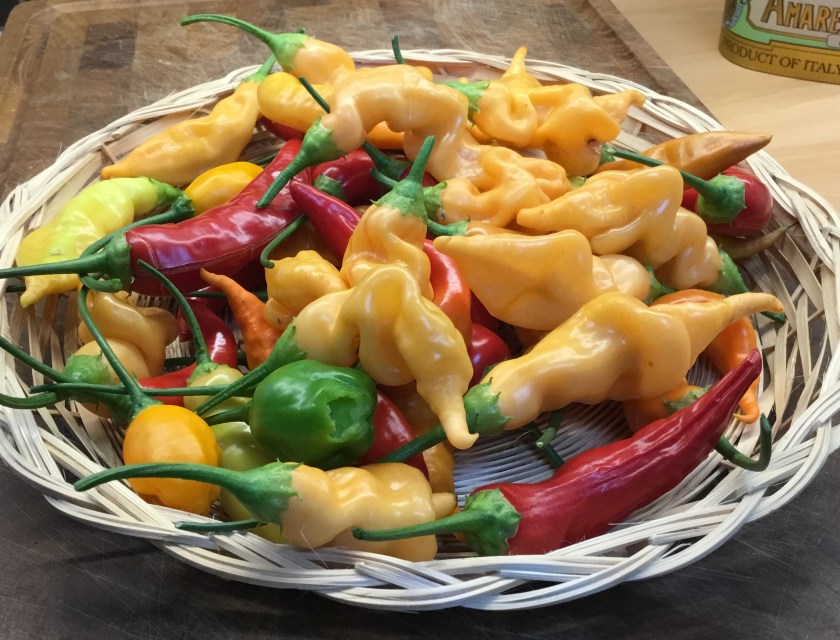 Keltaisia ja punaisia chilejä rottinkivadilla.