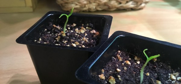 Kaksi sirkkalehdellä olevaa chilin alkua.