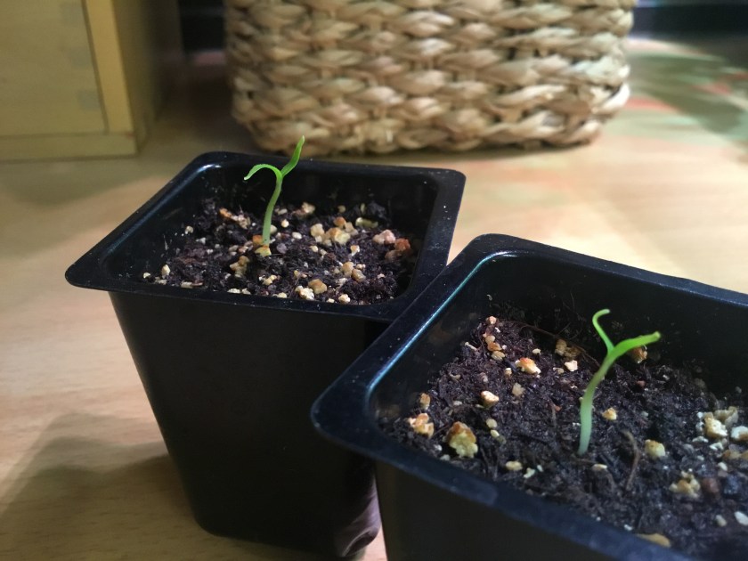 Kaksi sirkkalehdellä olevaa chilin alkua.