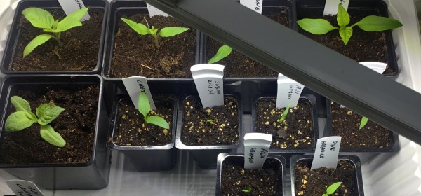 Pieniä chilin taimia kasvilampun alla.