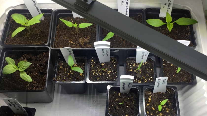 Pieniä chilin taimia kasvilampun alla.