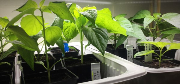 Pieniä chilin taimia ruukuissa.