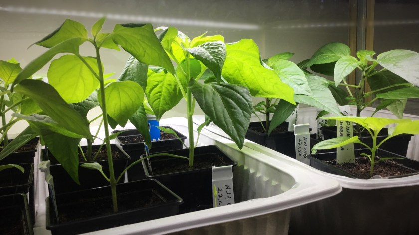 Pieniä chilin taimia ruukuissa.