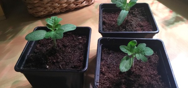 Kolme pientä tomaatintainta omissa pienissä ruukuissaan.