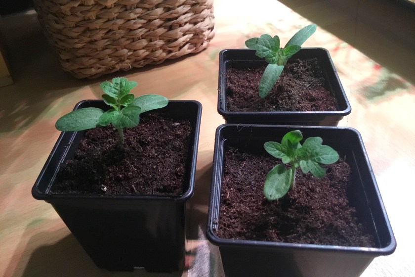 Ensimmäiset tomaattikylvöt