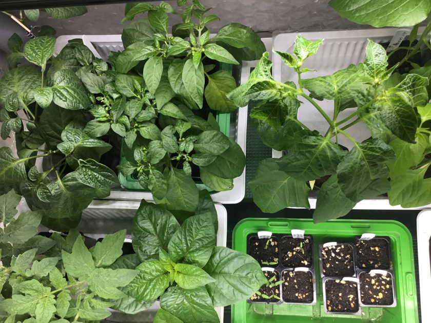 Chilin ja tomaatin taimia